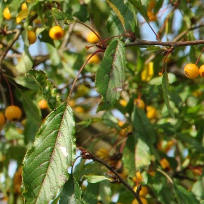 Malus toringo Brouwers Beauty - Melo da fiore (Fogliame)