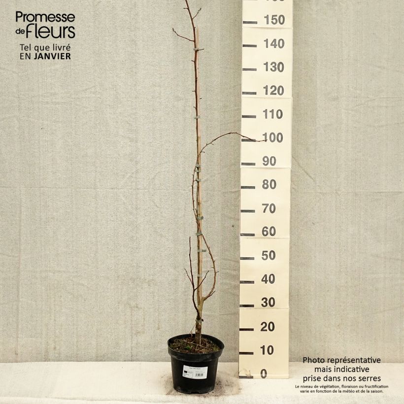 Malus Yellow Siberian - Pommier d'ornement Pot de 12L/15L esemplare consegnato in inverno