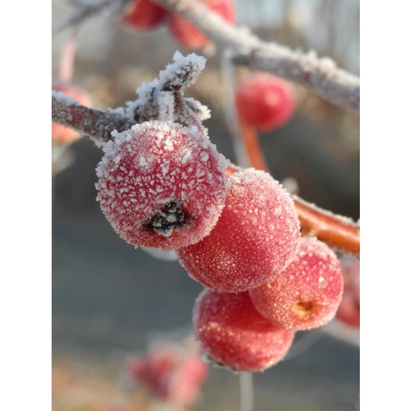 Malus Evereste 'Perpetu' - Melo da fiore (Fioritura)