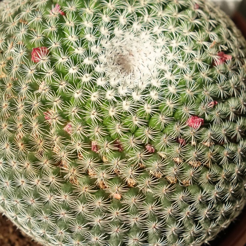 Mammillaria perbella (Fogliame)