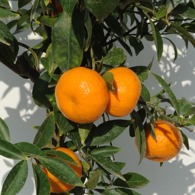 Citrus deliciosa - Mandarino (Raccolta)