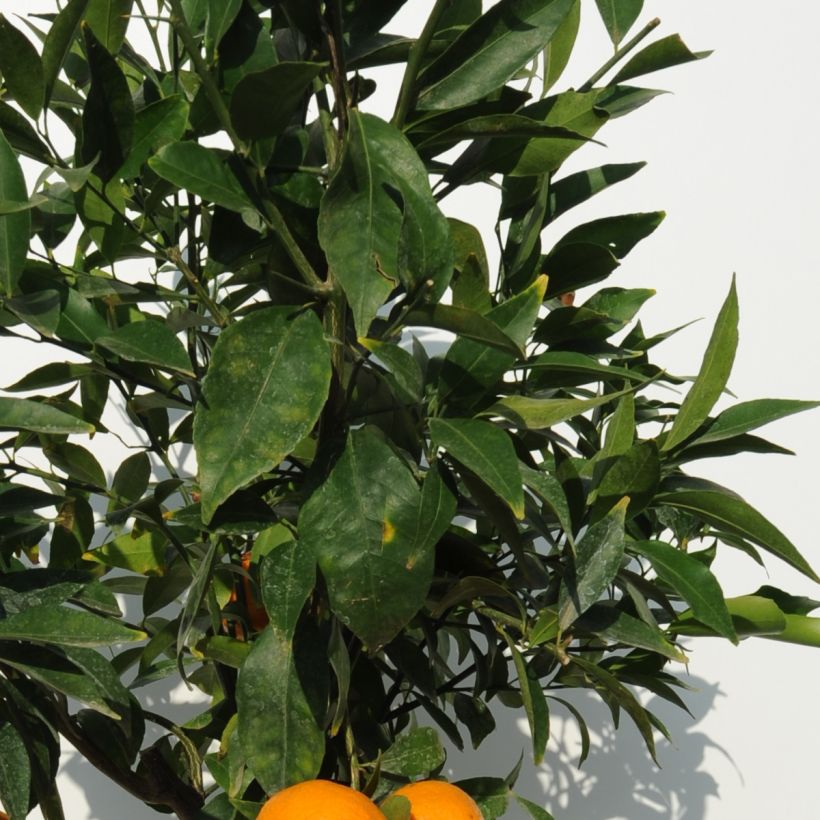 Citrus deliciosa - Mandarino (Fogliame)