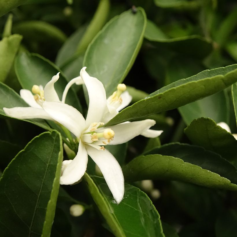 Citrus reticulata subsp. unshiu - Mandarino satsuma (Fogliame)