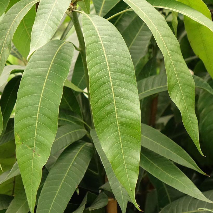 Mangifera indica - Mango (Fogliame)