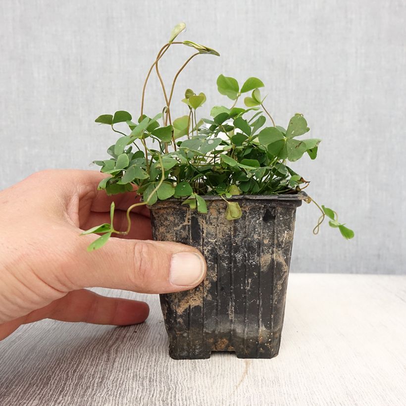 Marsilea quadrifolia - Marsilée à quatre feuilles - Godet de 8/9 cm esemplare consegnato in primavera