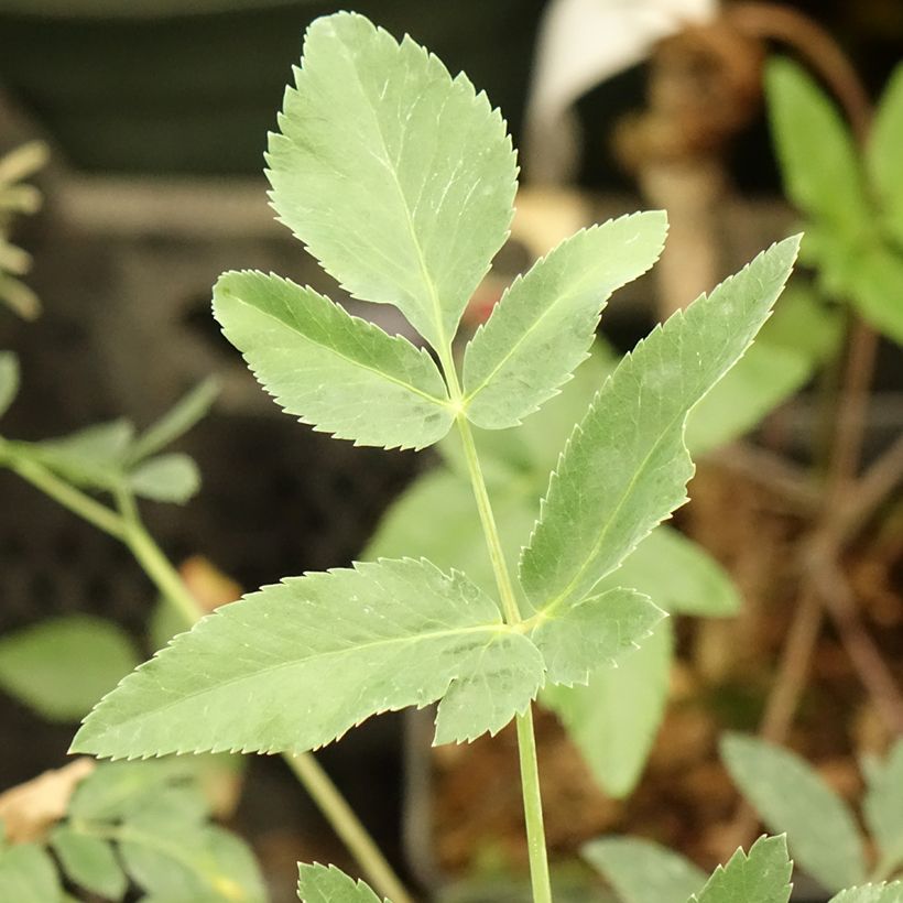 Mathiasella bupleuroides Green Dream (Fogliame)