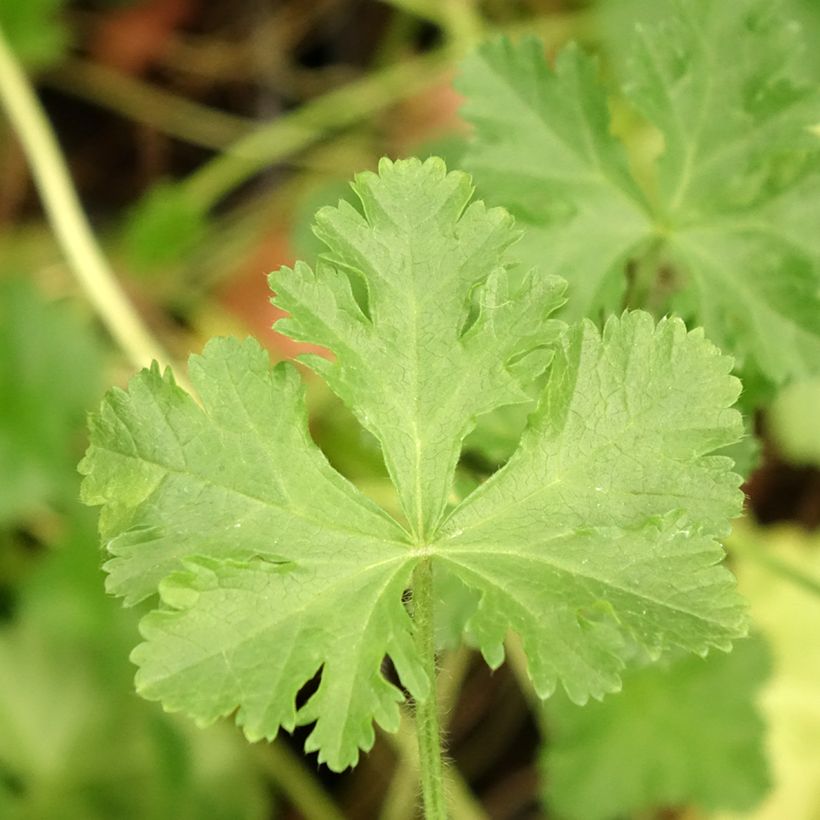 Malva moschata rosea - Malva muschiata (Fogliame)