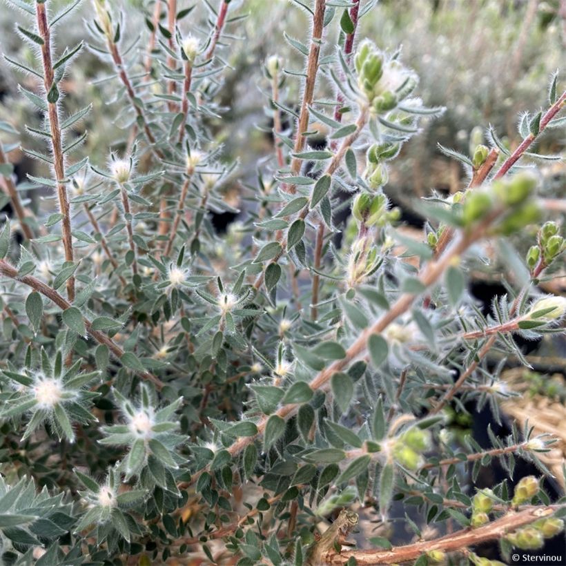 Melaleuca squamea (Fogliame)