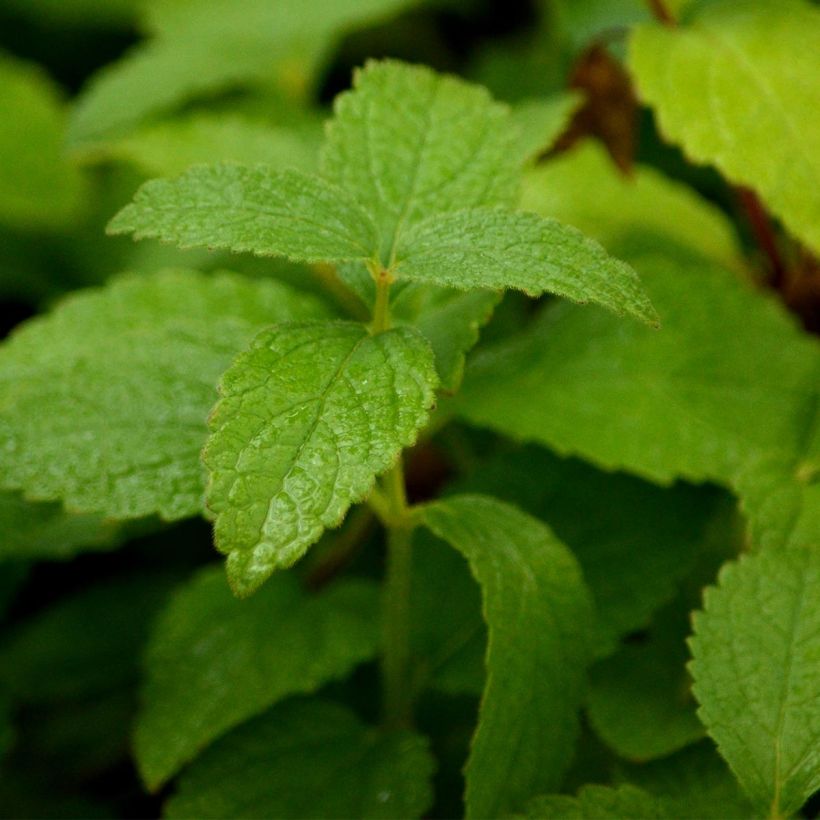 Melittis melissophyllum Alba (Fogliame)