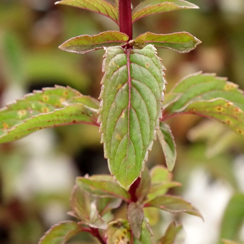 Mentha x piperita Citrata - Menta piperita (Fogliame)