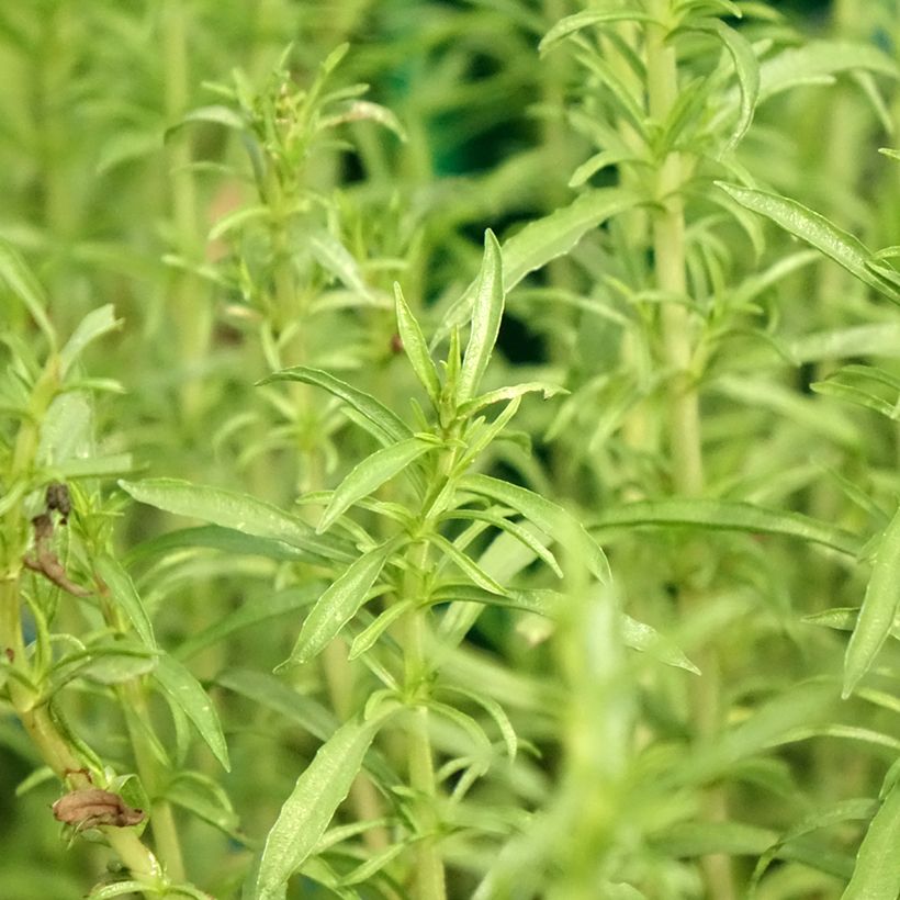 Mentha cervina Alba - Menta cervina (Fogliame)