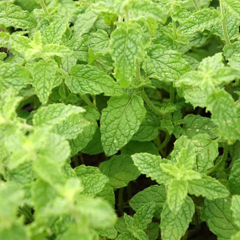 Mentastro verde Fragola (Fogliame)