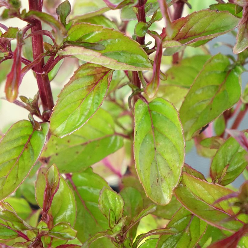 Mentha citrata Goût d'Orange - Menta bergamotto (Fogliame)