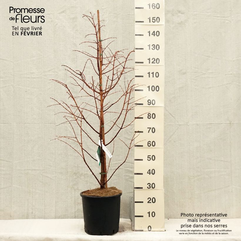 Metasequoia glyptostroboides Chubby Pot de 12L/15L 100/125cm esemplare consegnato in inverno