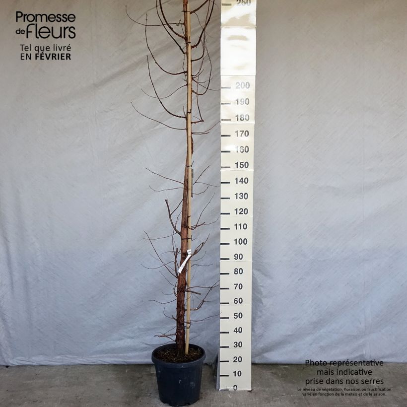 Metasequoia glyptostroboides en pot de 18/20L esemplare consegnato in inverno