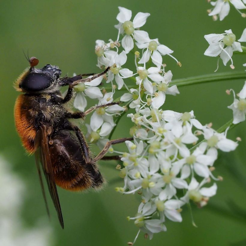 Meum athamanticum - Finocchiello (Fioritura)