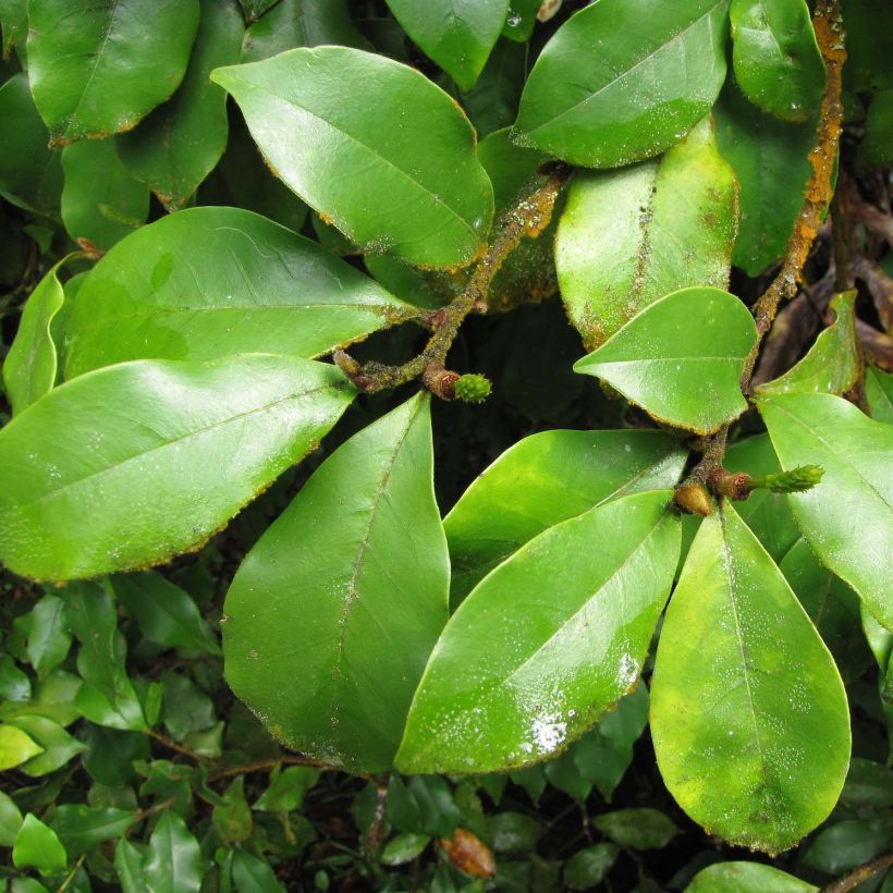 Magnolia figo (Fogliame)