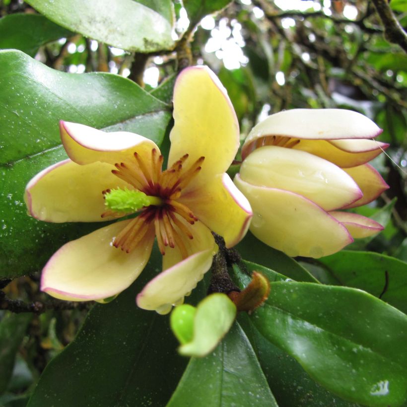 Magnolia figo (Fioritura)