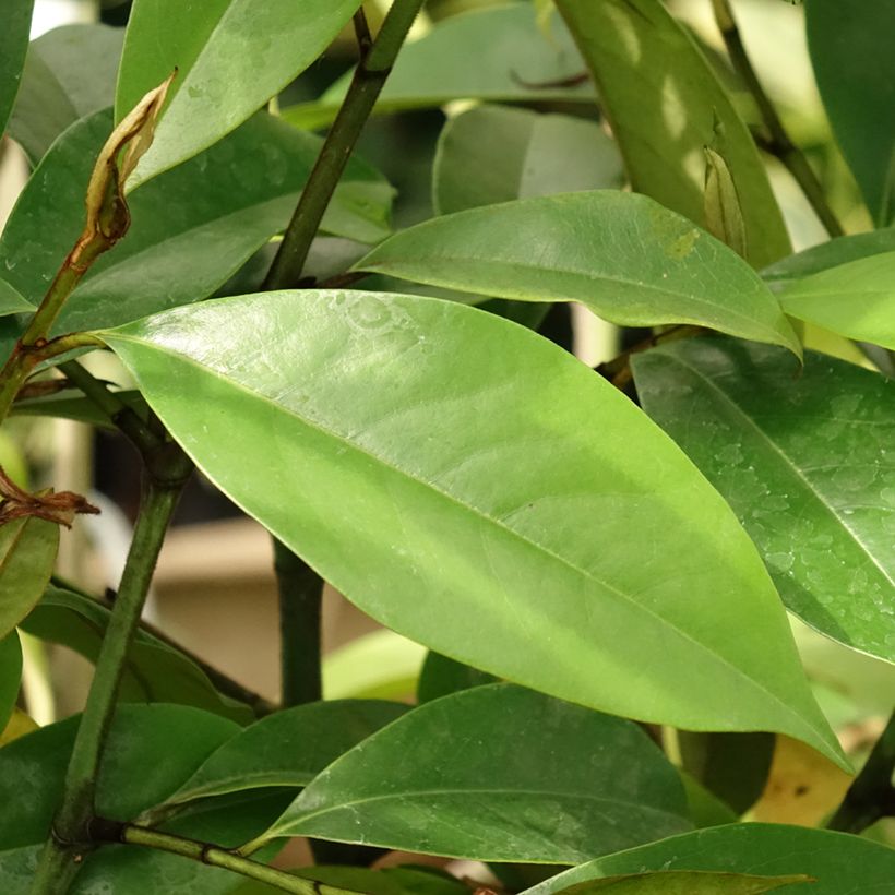 Magnolia foggii Allspice (Fogliame)