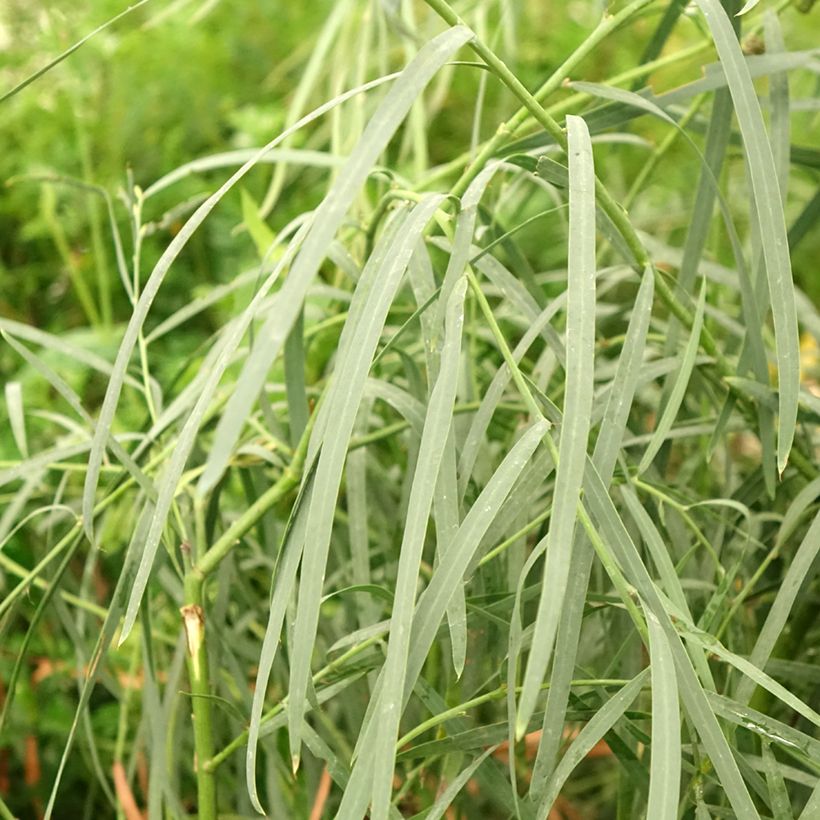 Acacia iteaphylla - Mimosa (Fogliame)