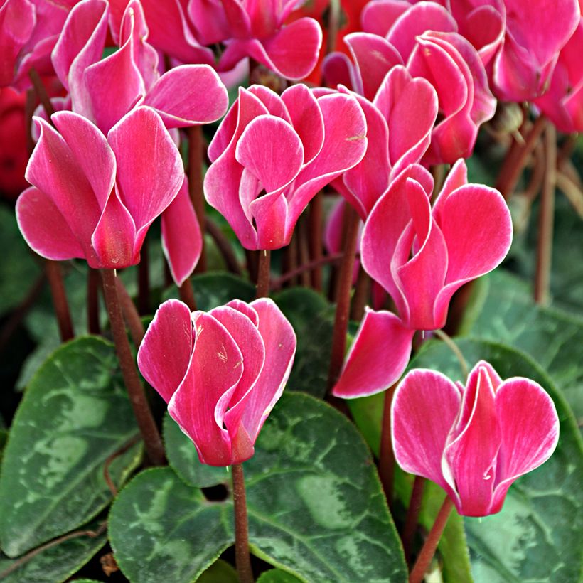 Ciclamino Bisou Magenta (Fioritura)