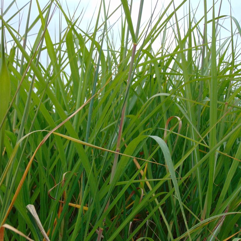 Miscanthus giganteus (Fogliame)