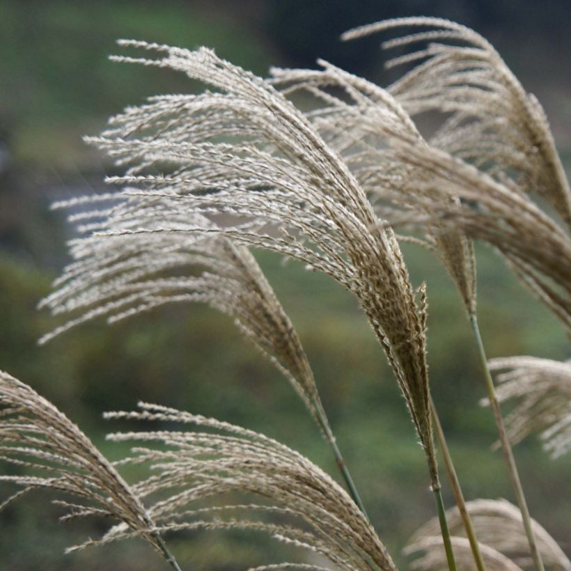 Miscanthus giganteus (Fioritura)