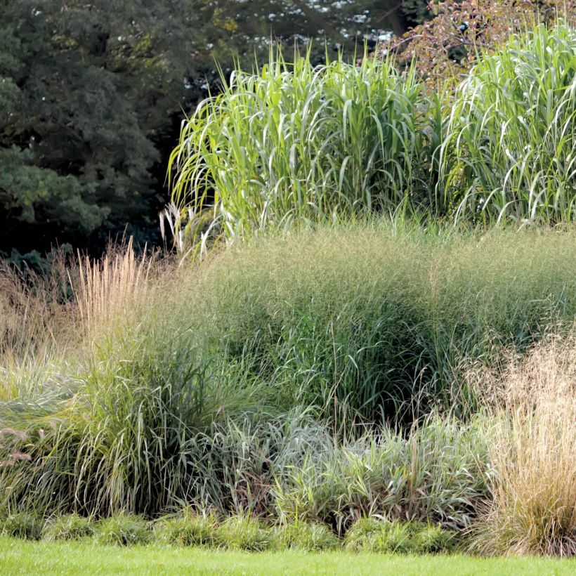 Miscanthus giganteus (Porto)