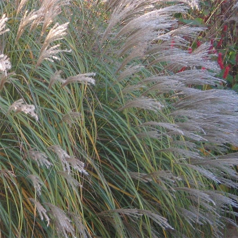 Miscanthus sinensis Adagio (Fioritura)