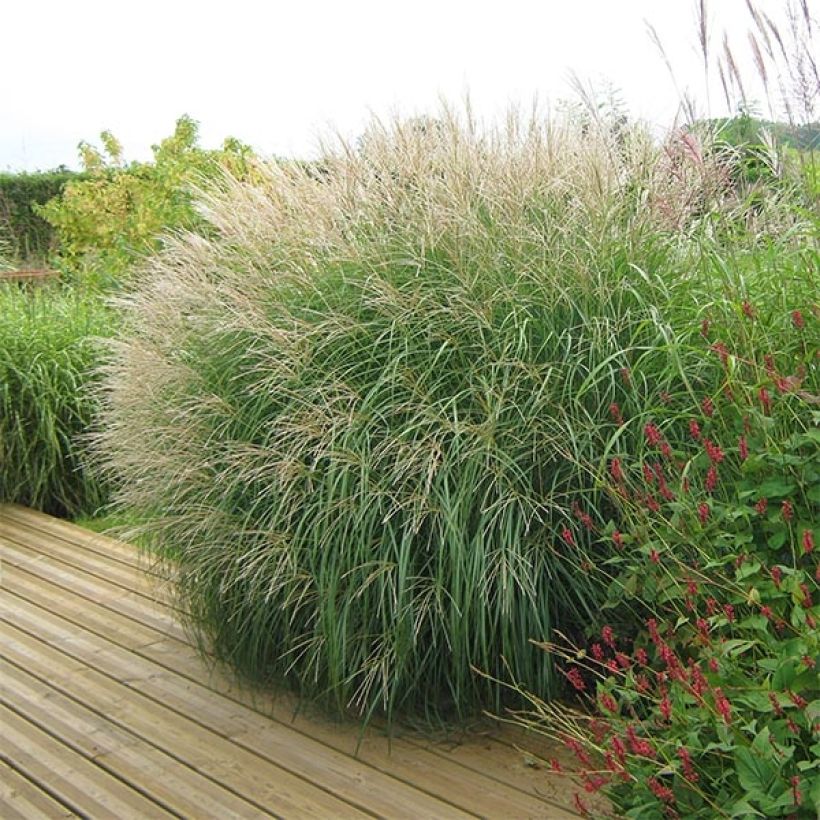 Miscanthus sinensis Adagio (Porto)