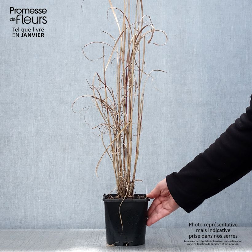 Miscanthus sinensis Boucle - Roseau de Chine Pot de 1,5L/2L esemplare consegnato in inverno