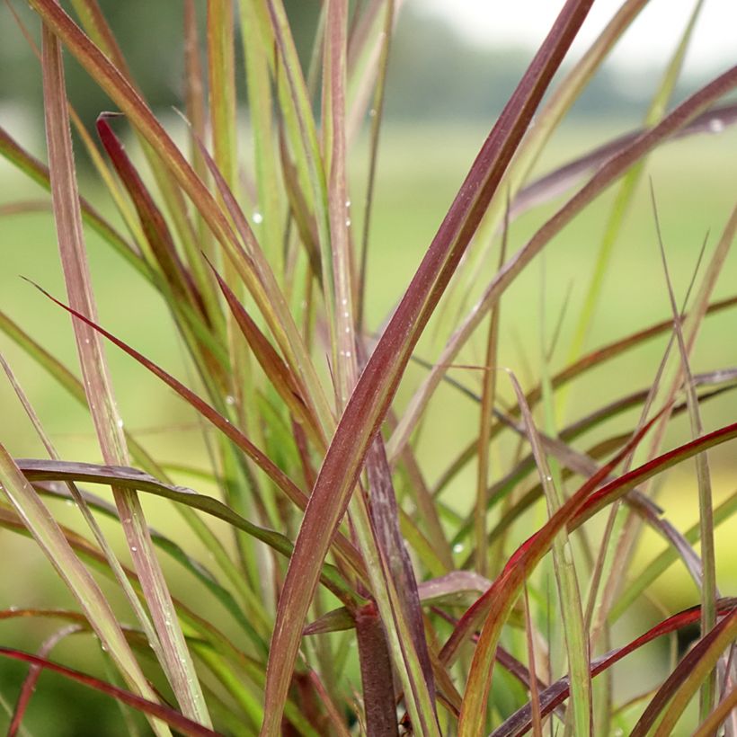 Miscanthus sinensis Boucle (Fogliame)