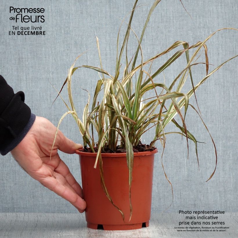 Miscanthus sinensis Cabaret - Roseau de Chine - Pot de 1L/1.5L esemplare consegnato in inverno