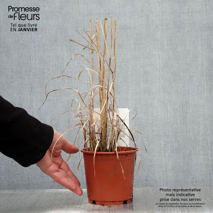 Miscanthus sinensis Ferner Osten - Roseau de Chine - pot de 1L/1.5L esemplare consegnato in inverno