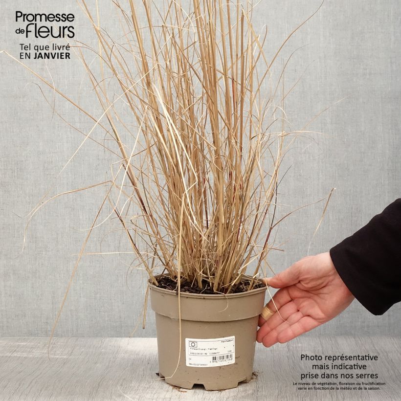 Miscanthus sinensis Flamingo - Eulalie - Roseau de Chine en pot de 2/3 litres esemplare consegnato in inverno