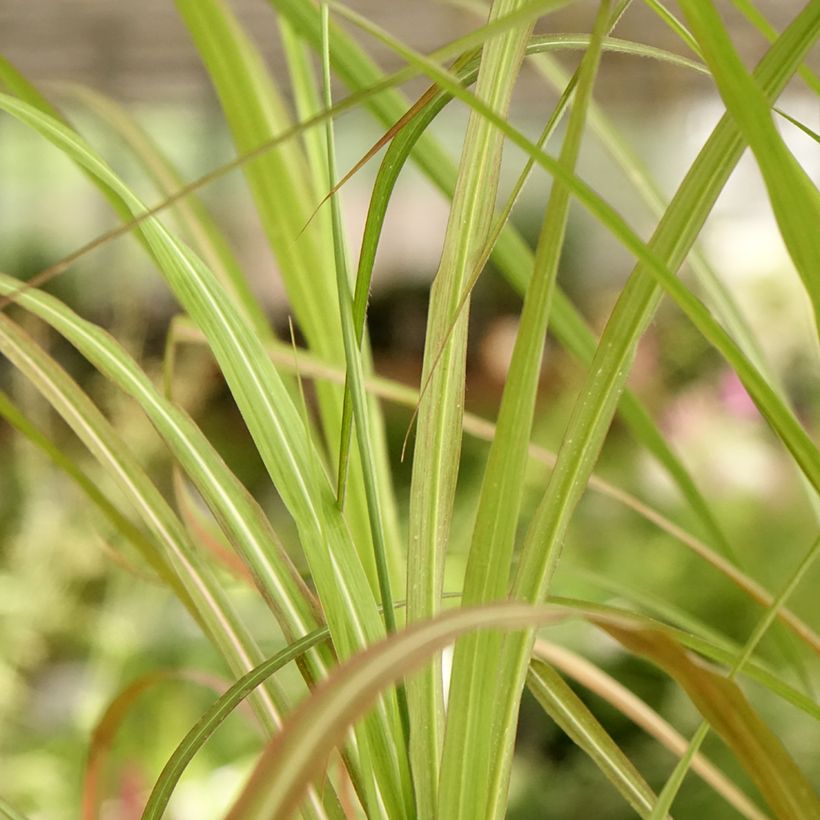 Miscanthus sinensis Kaskade (Fogliame)