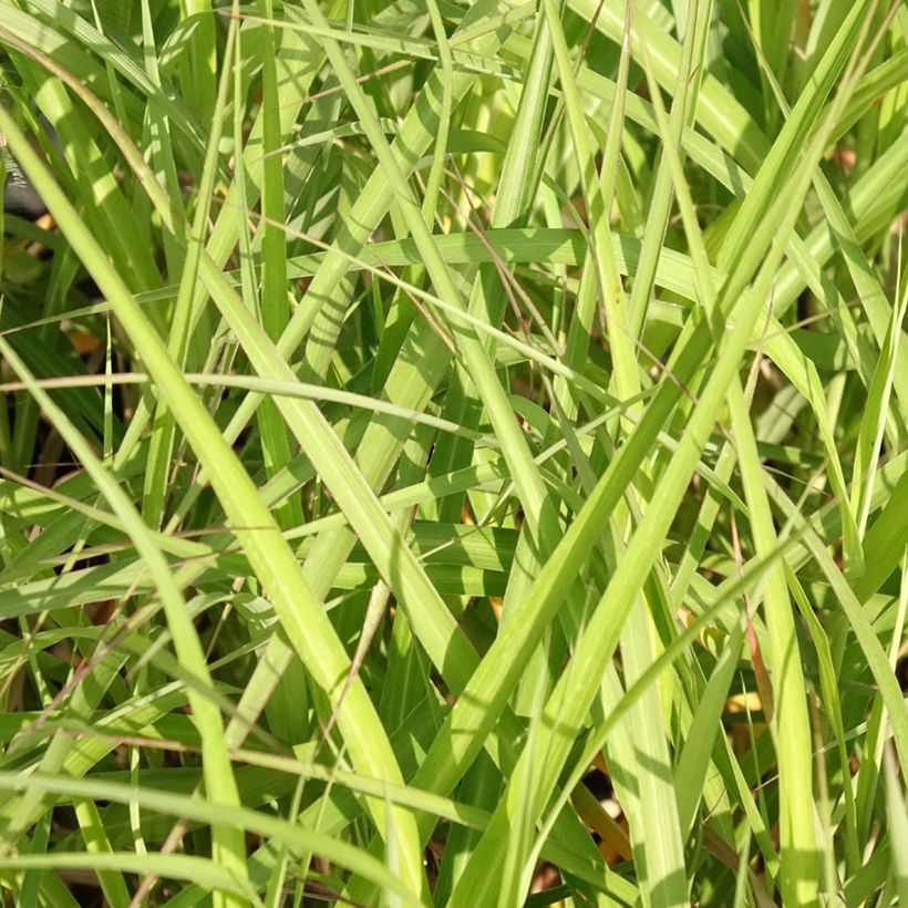 Miscanthus sinensis Krater (Fogliame)