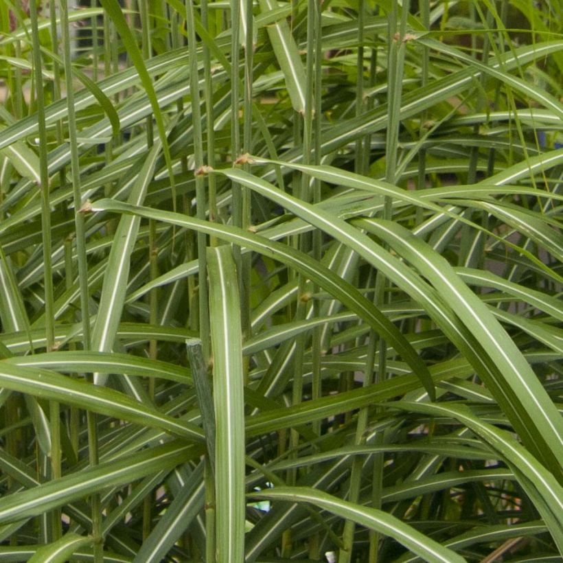 Miscanthus sinensis Malepartus (Fogliame)