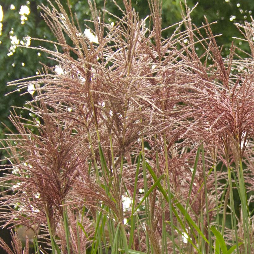 Miscanthus sinensis Malepartus (Fioritura)