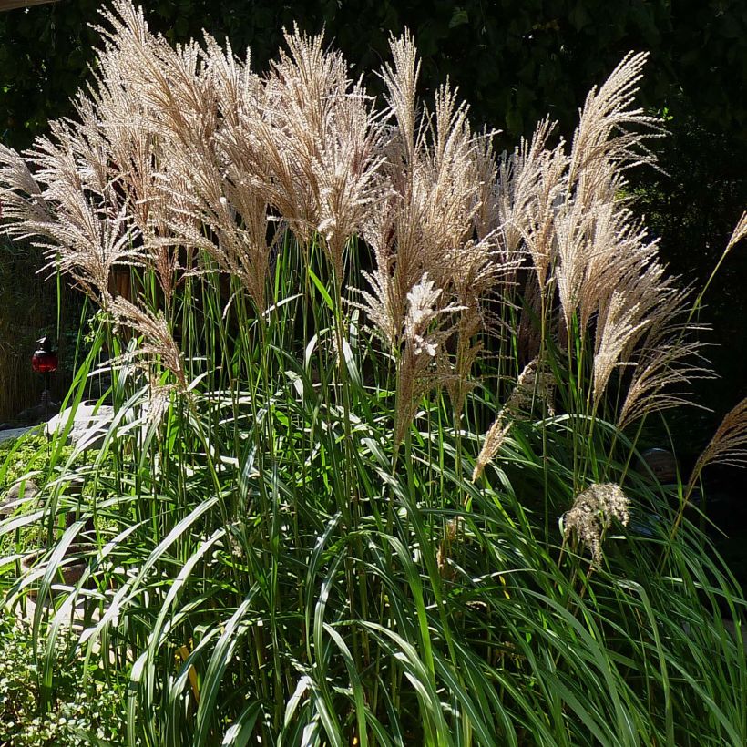 Miscanthus sinensis Malepartus (Porto)