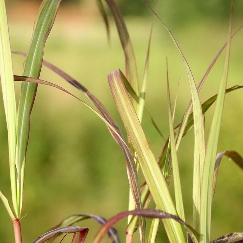 Miscanthus sinensis Nippon (Fogliame)