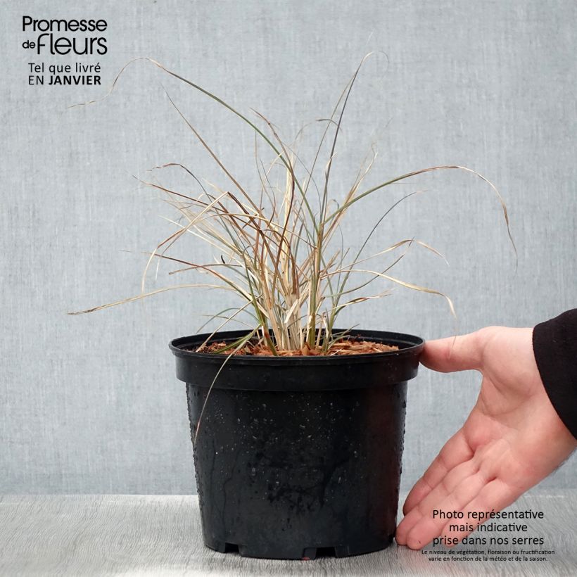 Miscanthus sinensis Red Chief - Roseau de Chine Pot de 1.5L/2L esemplare consegnato in inverno