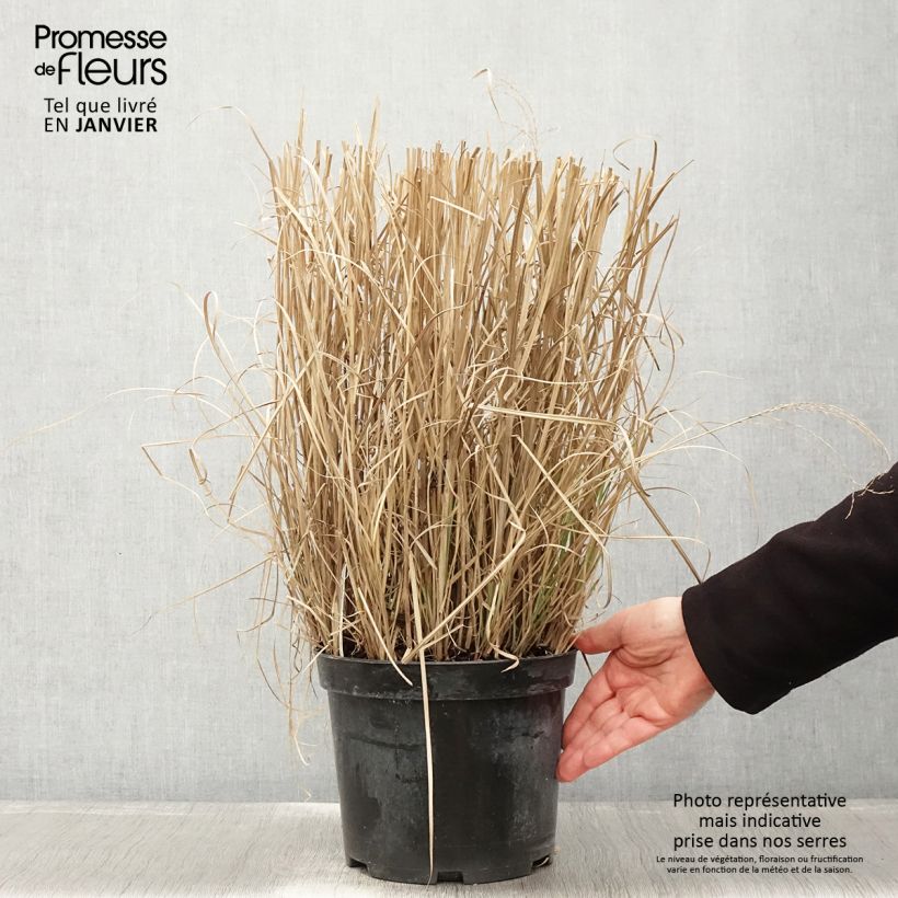 Miscanthus sinensis Red Chief - Roseau de Chine - Pot de 4L/5L esemplare consegnato in inverno