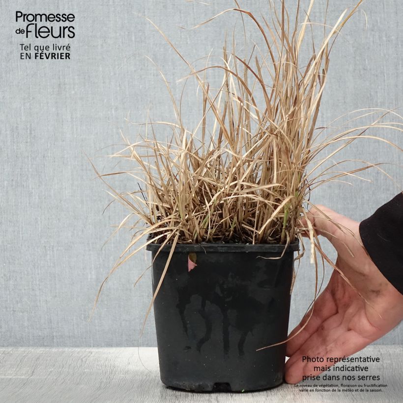 Miscanthus sinensis Strictus Dwarf - Roseau de Chine Pot de 2L/3L esemplare consegnato in inverno