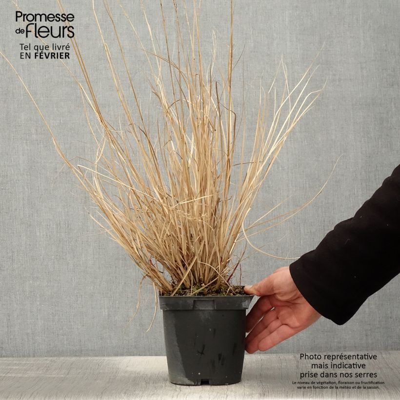 Miscanthus sinensis Yaku-Jima - Roseau de Chine en pot de 2/3 litres esemplare consegnato in inverno