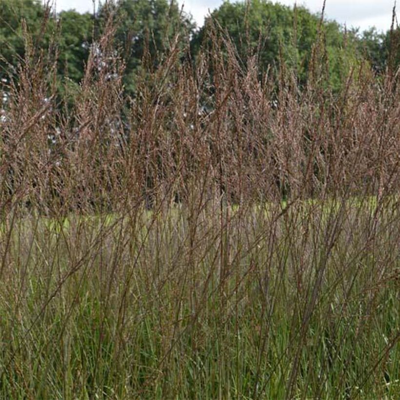 Molinia caerulea subsp. arundinacea Karl Foerster (Fioritura)