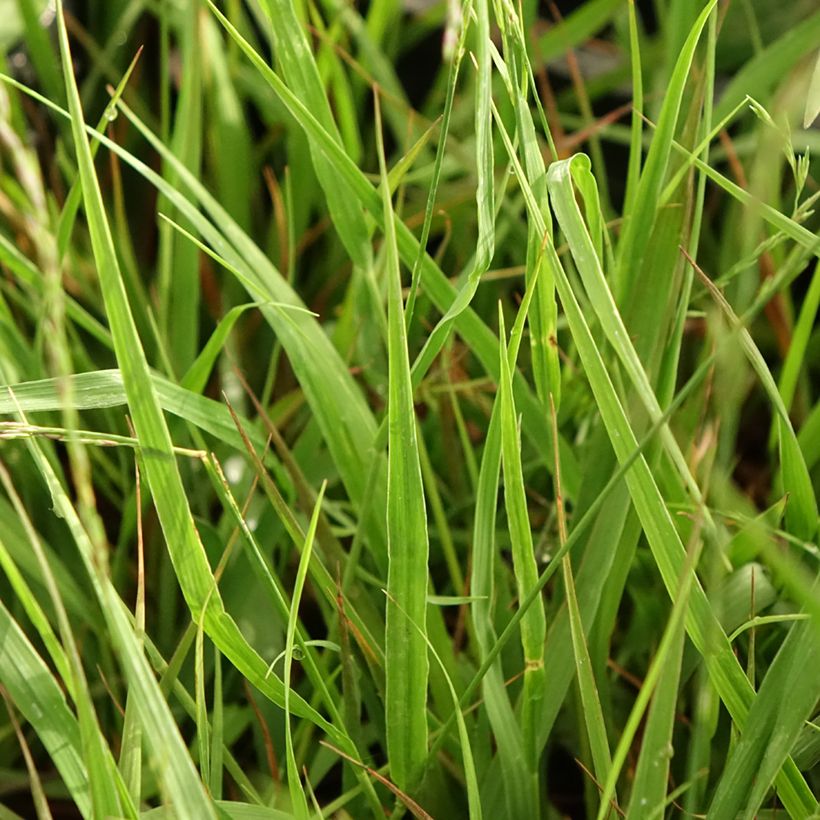 Molinia caerulea subsp. arundinacea Karl Foerster (Fogliame)