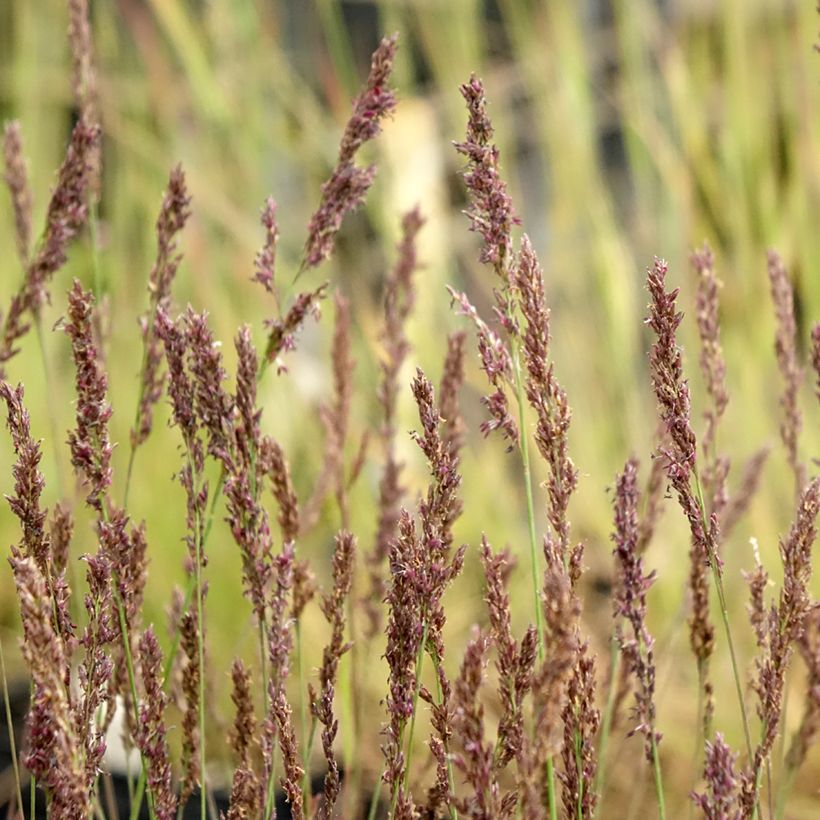 Molinia caerulea Heidezwerg (Fioritura)