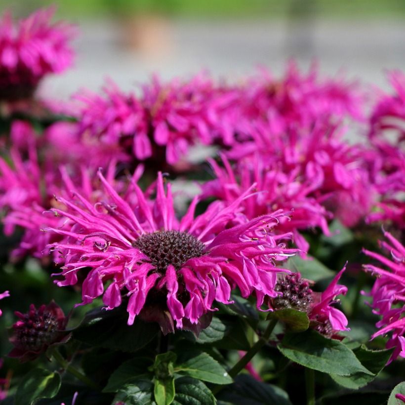 Monarda Bee-True - Monarda (Fioritura)