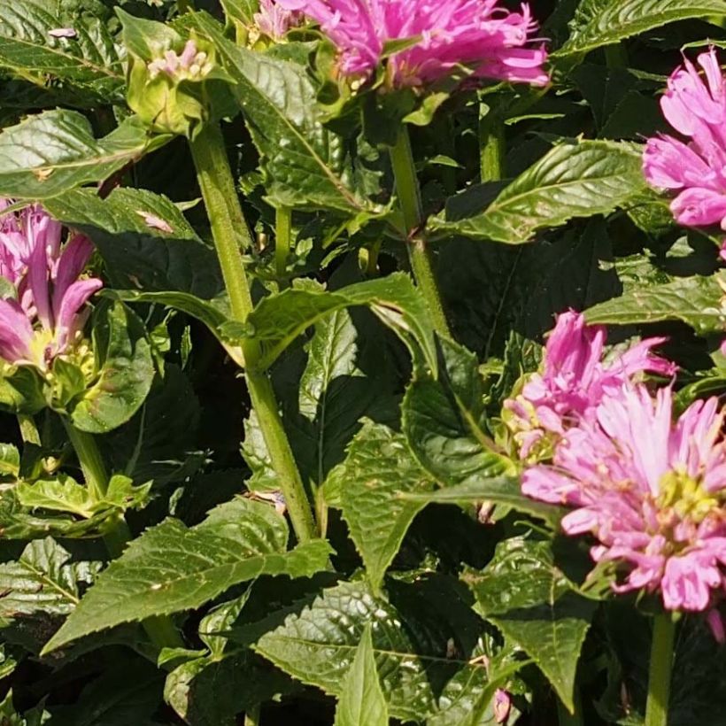 Monarda Petite Delight - Monarda (Fogliame)